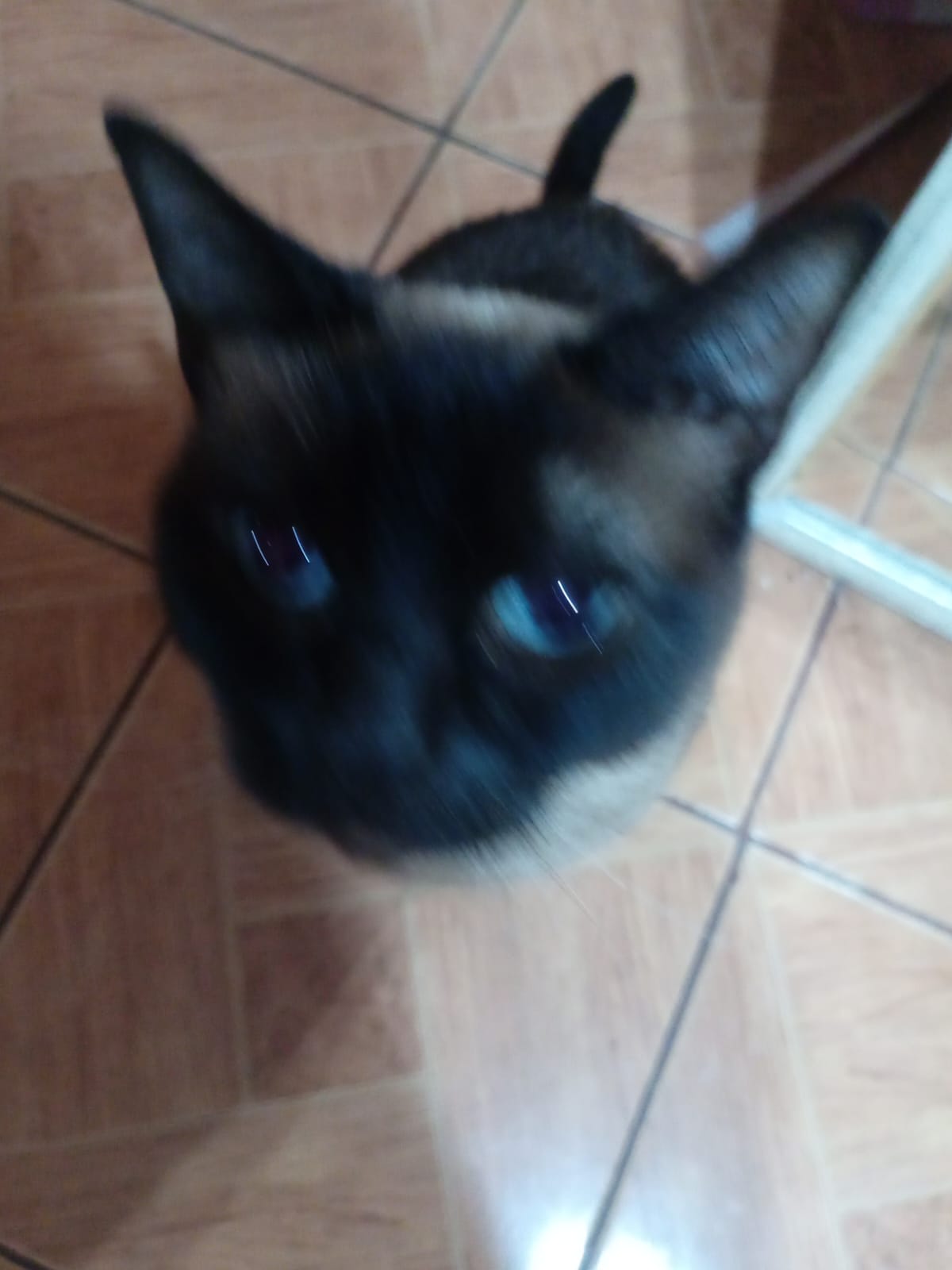 Lupe Sofía - foto 4