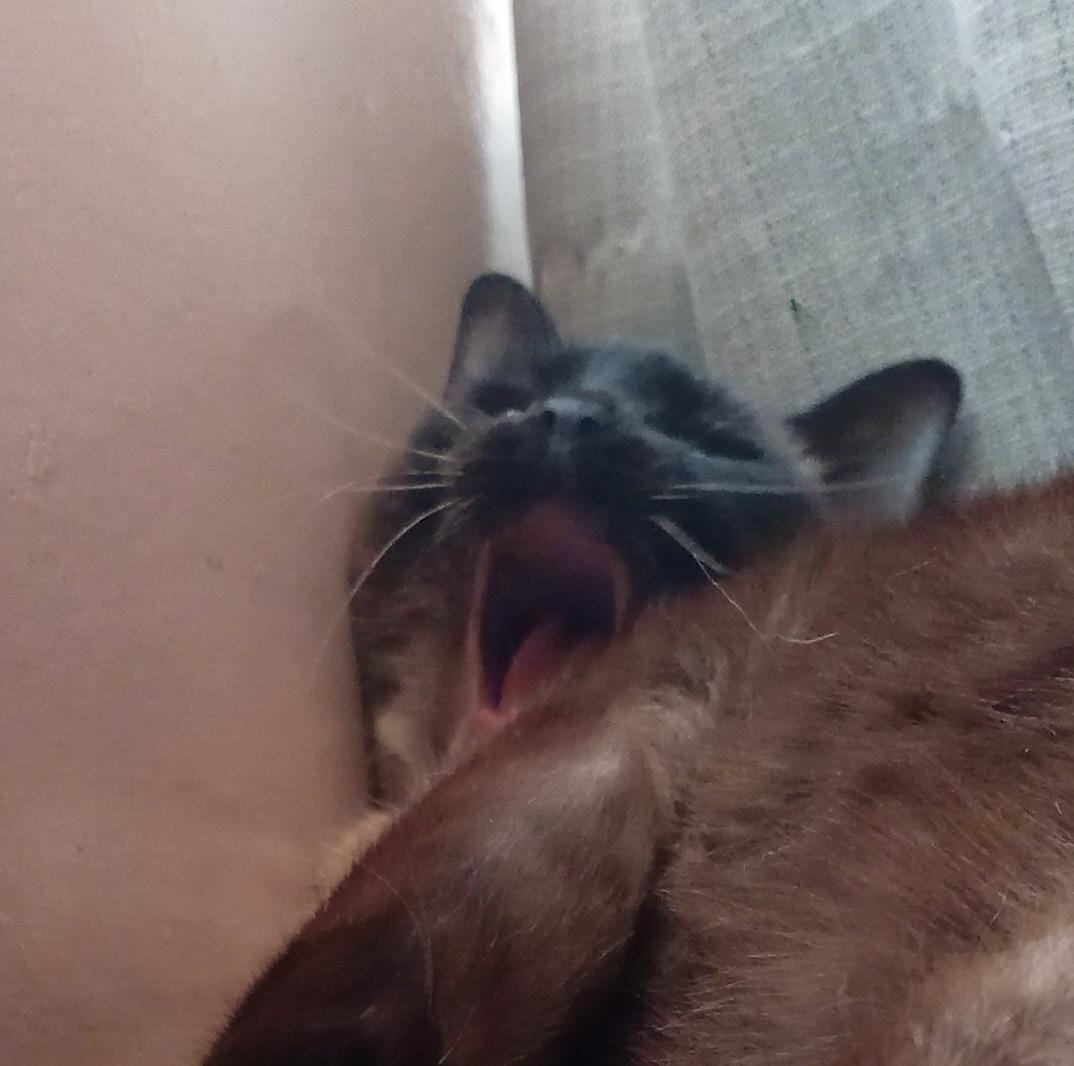 Lupe Sofía - foto 5